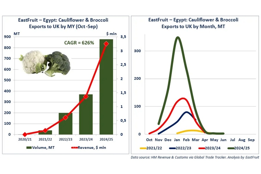 Export Egyptische bloemkool en broccoli naar het VK stijgt naar 879 ton