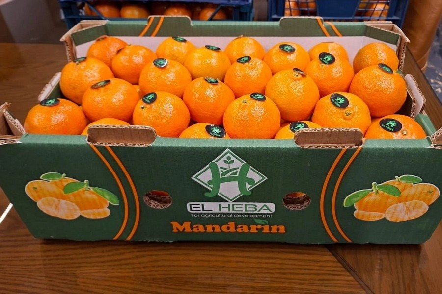 Sinaasappelen centraal op Food Africa in Egypte
