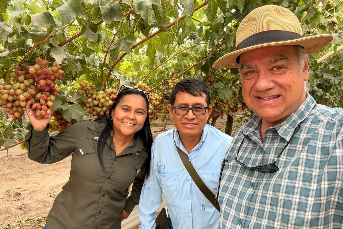 Wereldwijd platform valideert essentiële eigenschappen van druiven