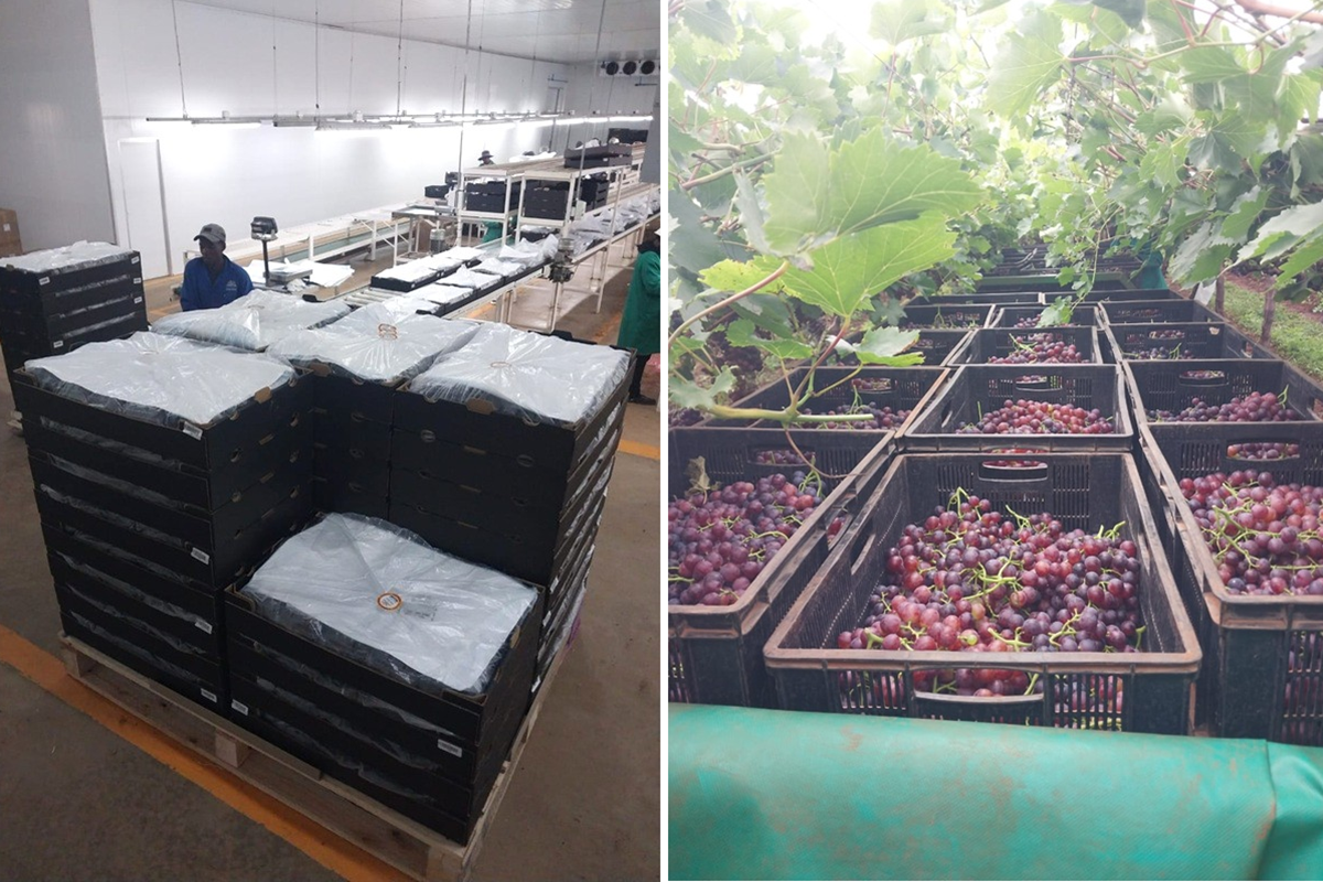 "Normaal exporteren we zo’n 70% van onze druiven, nu slechts 30%"