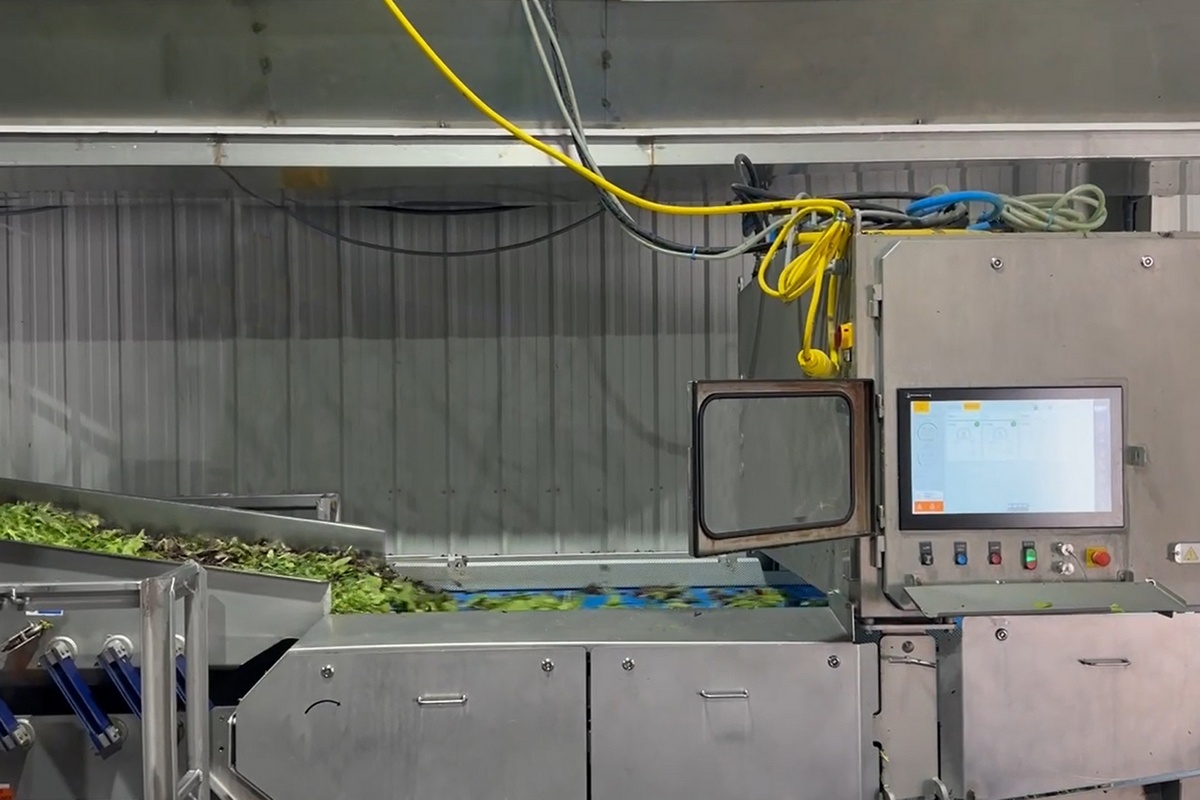 Nieuwe optische sorteermachine voor verwerking van bladgroenten