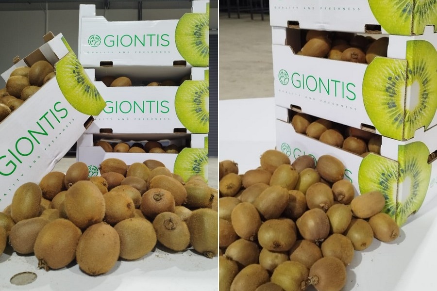 Uitbreiding van Griekse kiwiteelt compenseert voorjaarsvorst