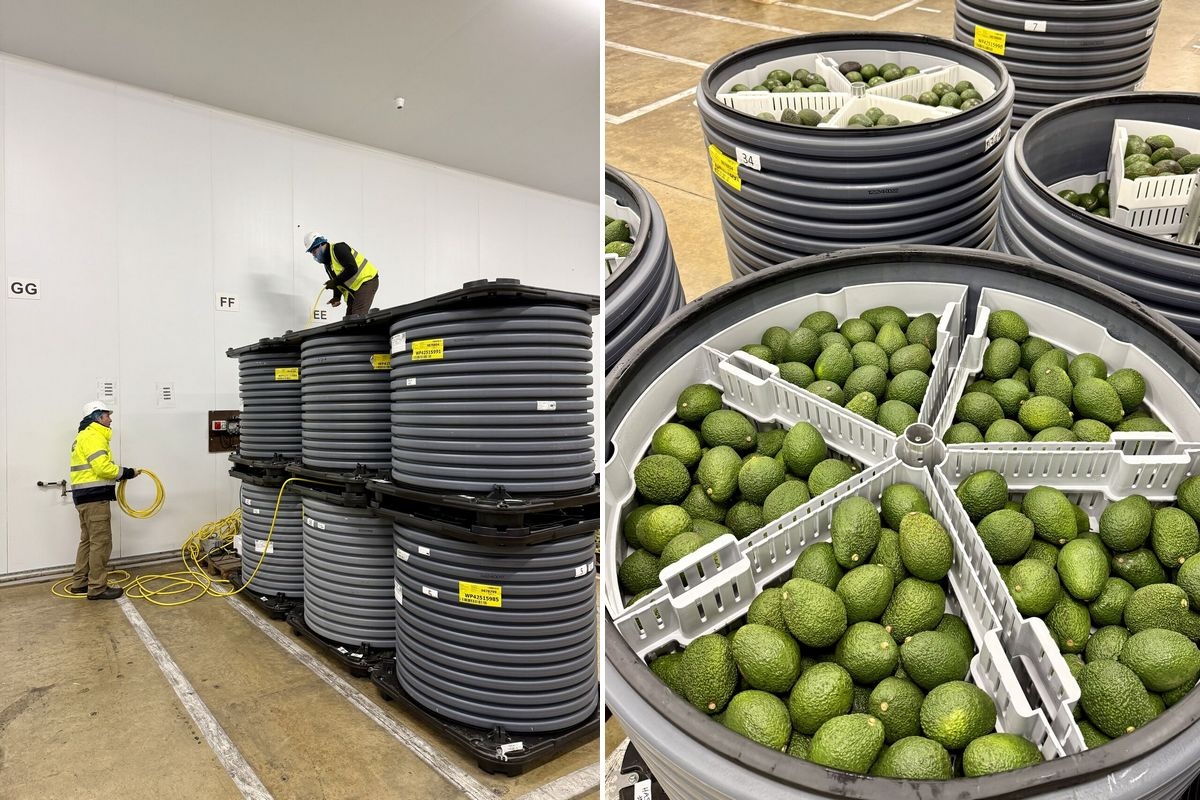 Lage-druk opslag verlengt houdbaarheid van blauwe bessen en avocado’s