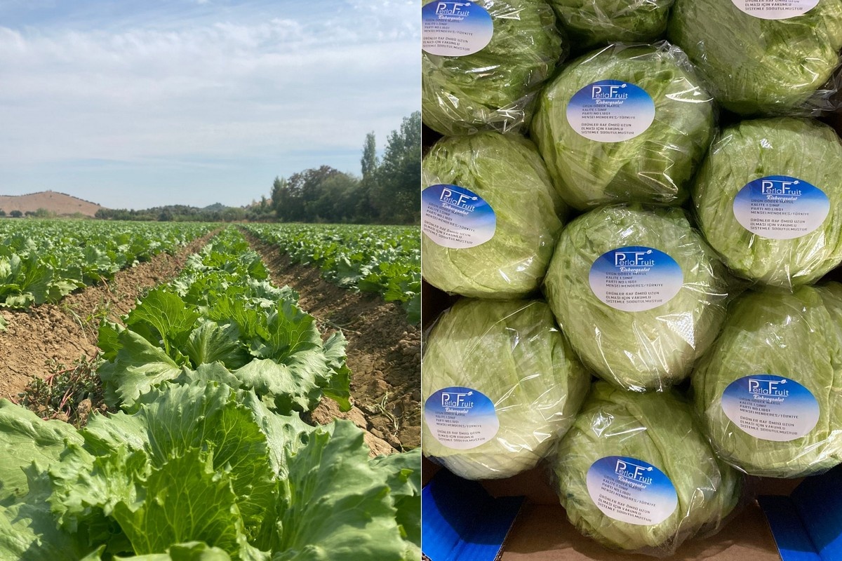 Duitsland en Nederland trekken aan Turkse ijsbergslaprijzen