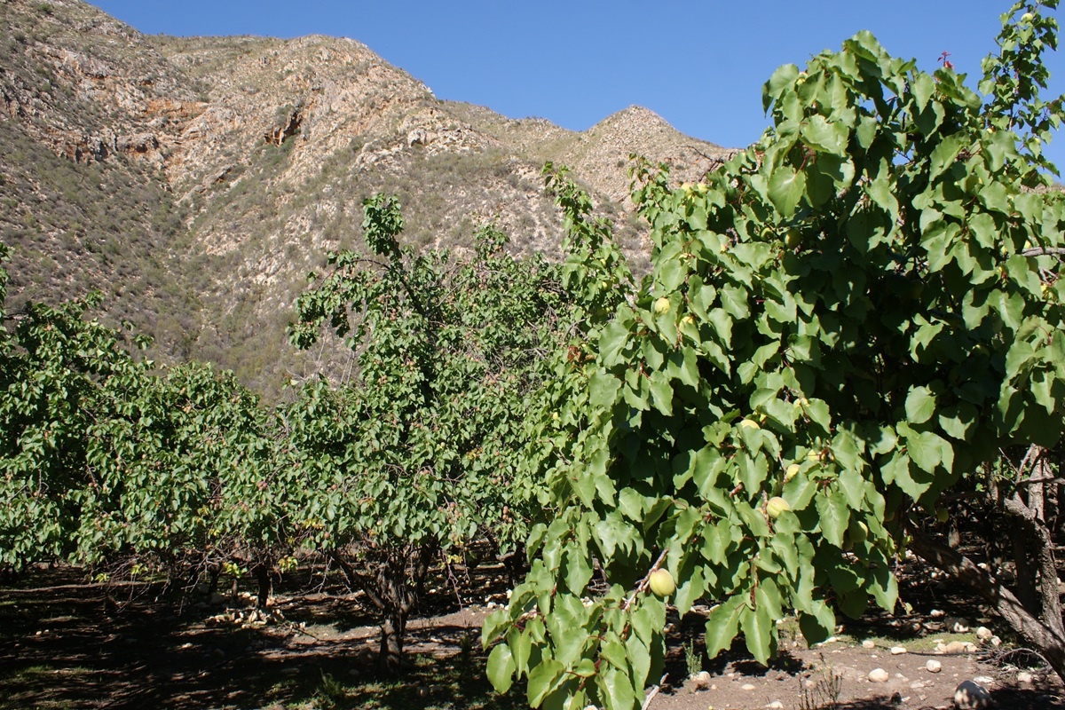 Van steenfruit naar tomaten: telers passen strategie aan door droogterisico