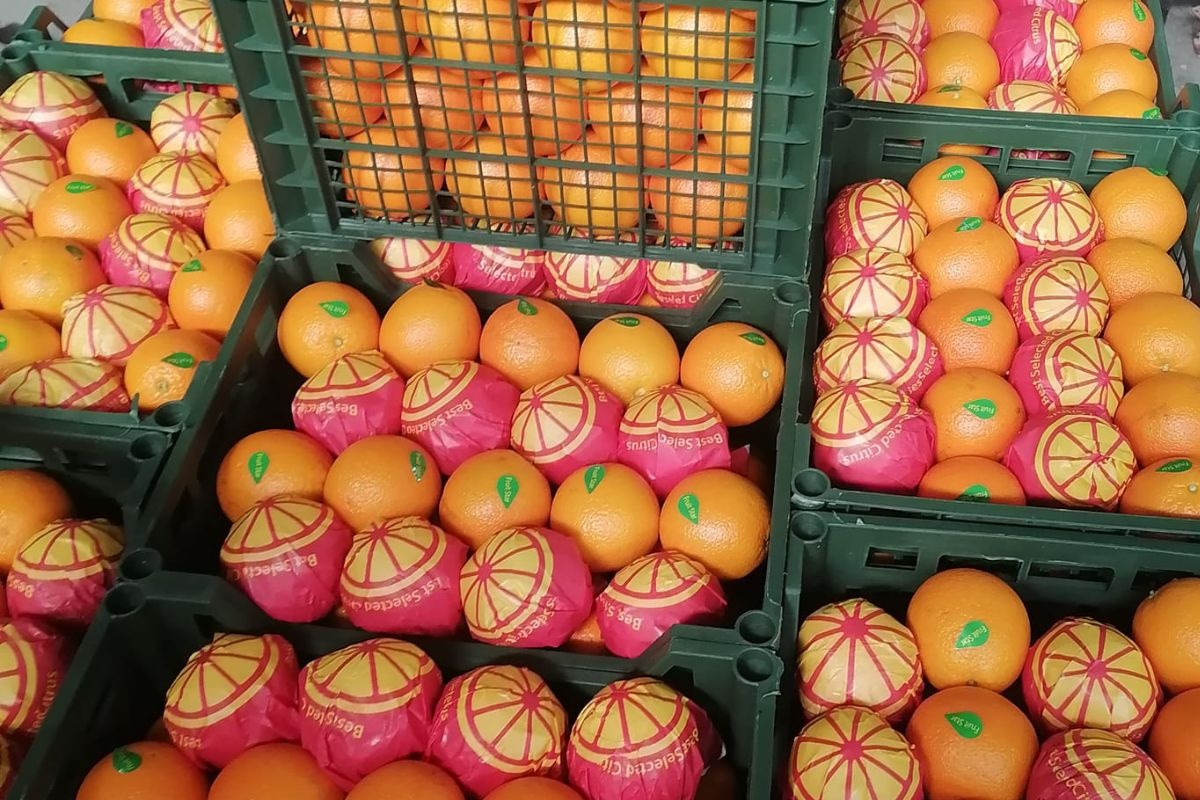 Meer voorspelbaar en stabiel Egyptisch sinaasappelseizoen verwacht