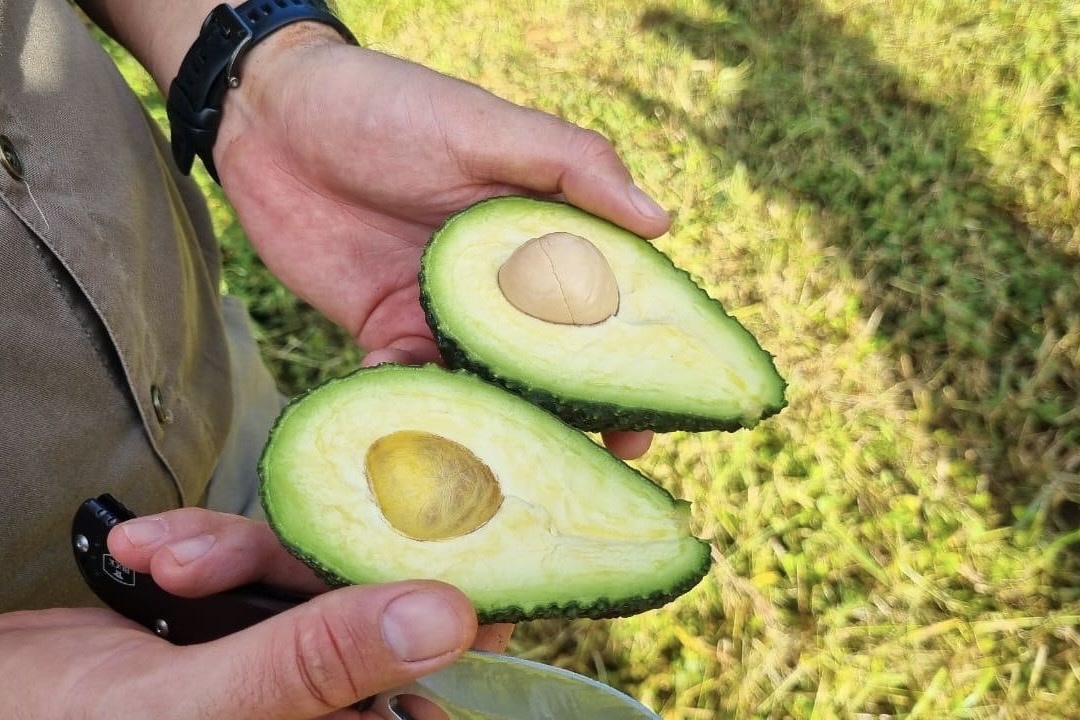 India zou binnen tien jaar een belangrijke producent van avocado's kunnen worden