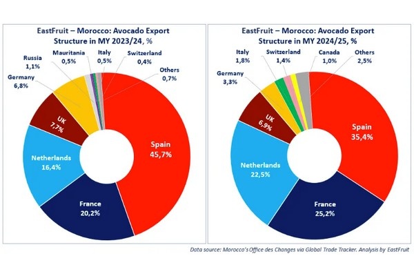 Marokko versterkt gestaag zijn positie op de mondiale avocadomarkt