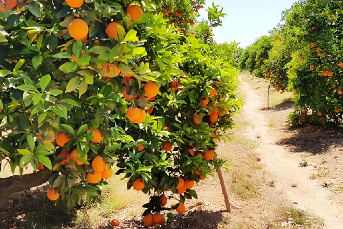 Drukke start van Egyptische Navel-seizoen