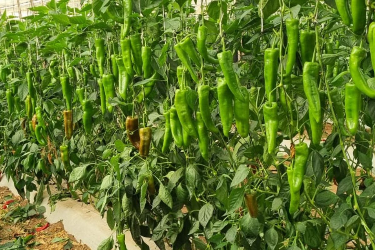 Zware regen vertraagt paprika-oogst in Souss Massa