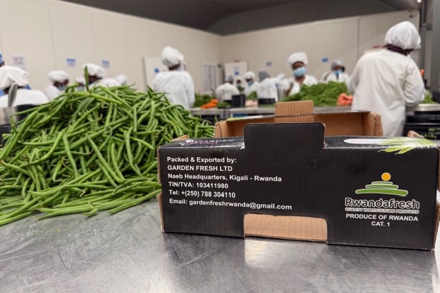 "Naast sperziebonen en avocado's hebben we onze ogen gericht op babygroenten voor de Europese markt"