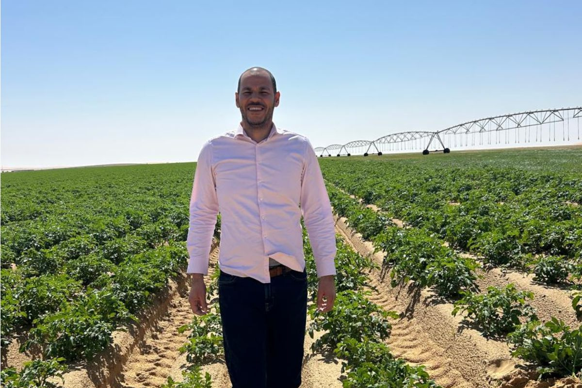 Stabiele start Egyptisch aardappelexportseizoen