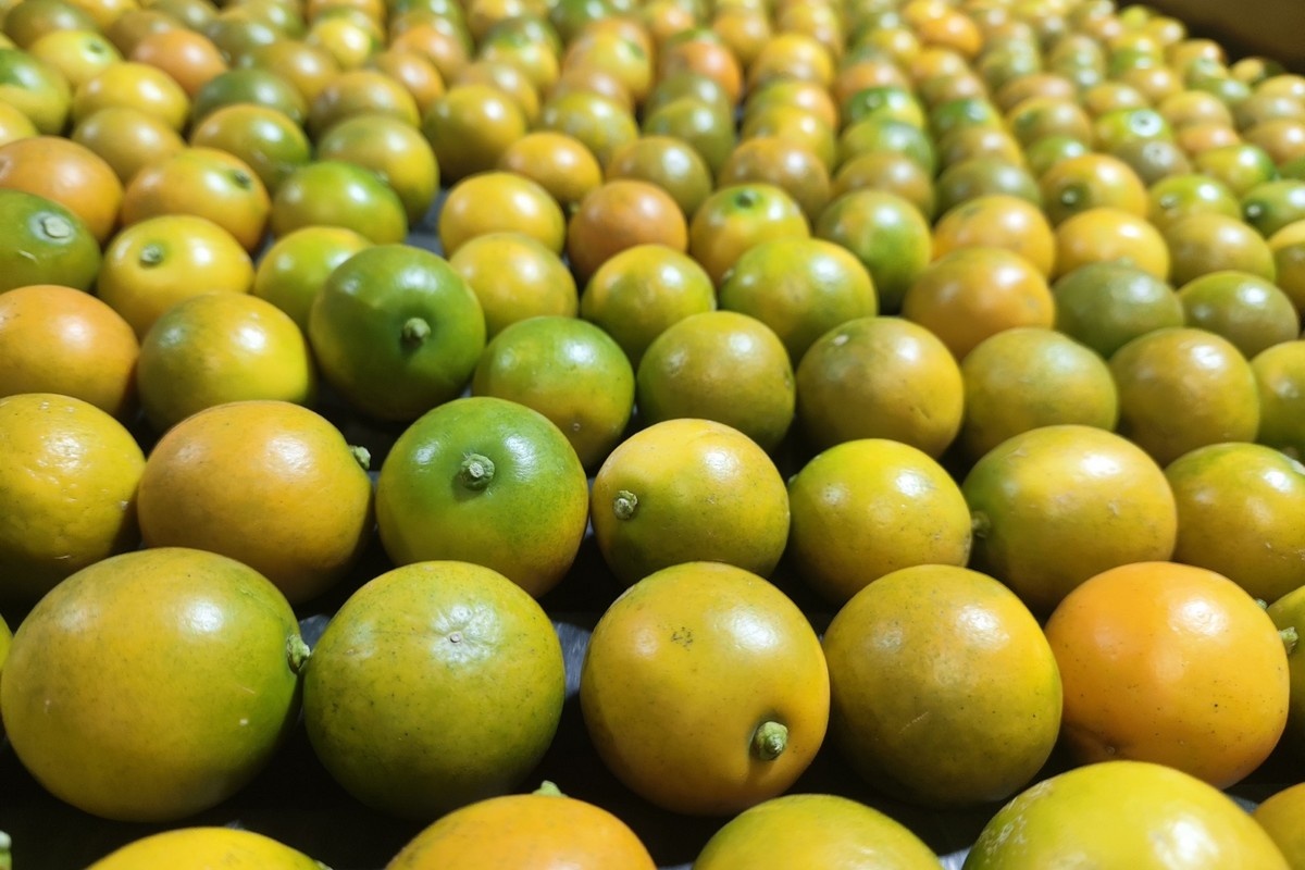 Chinese kumquats zorgen voor breder aanbod op markt in Midden-Oosten