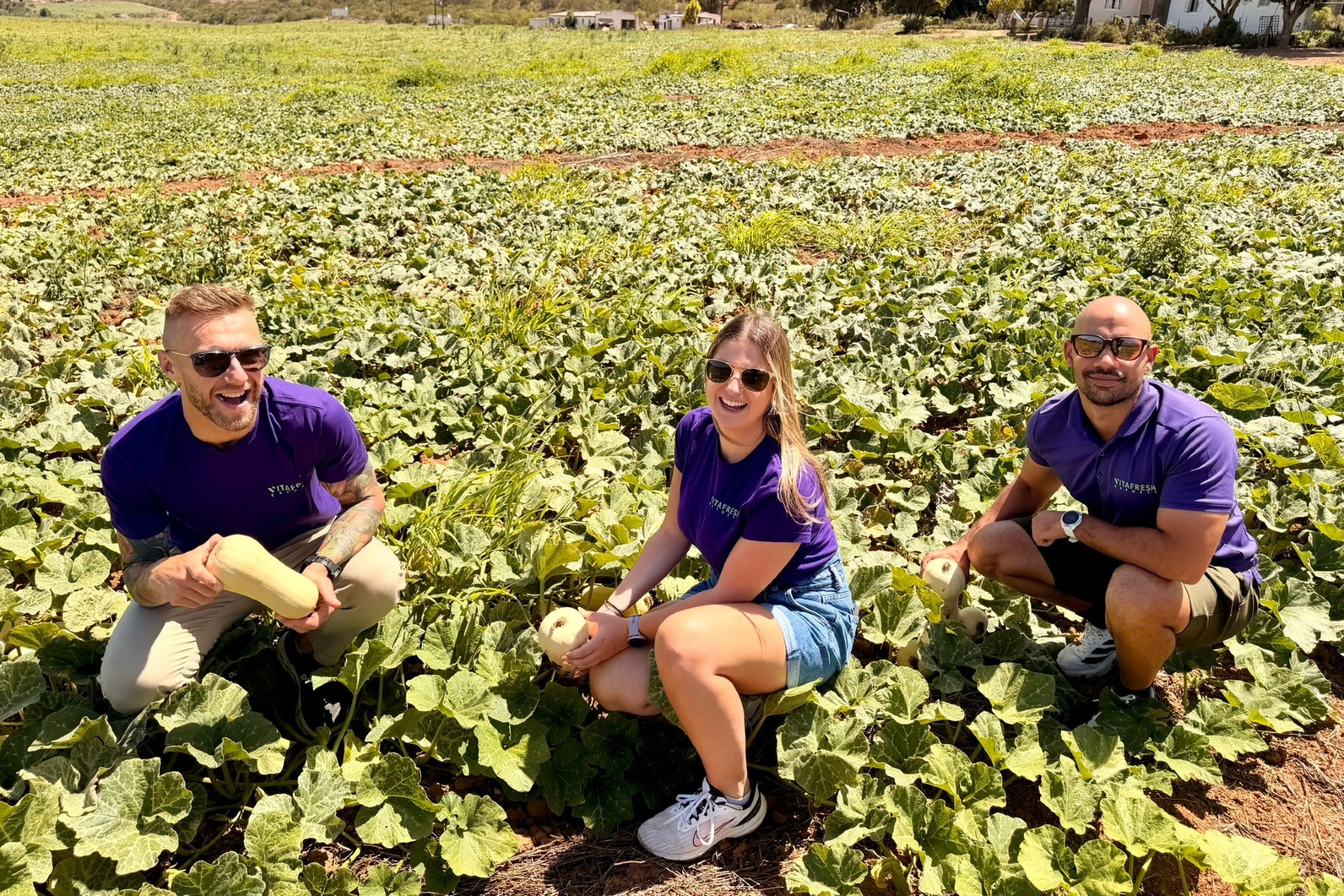 "Goede maten voor flespompoenen: oogst en verpakking deze week van start"