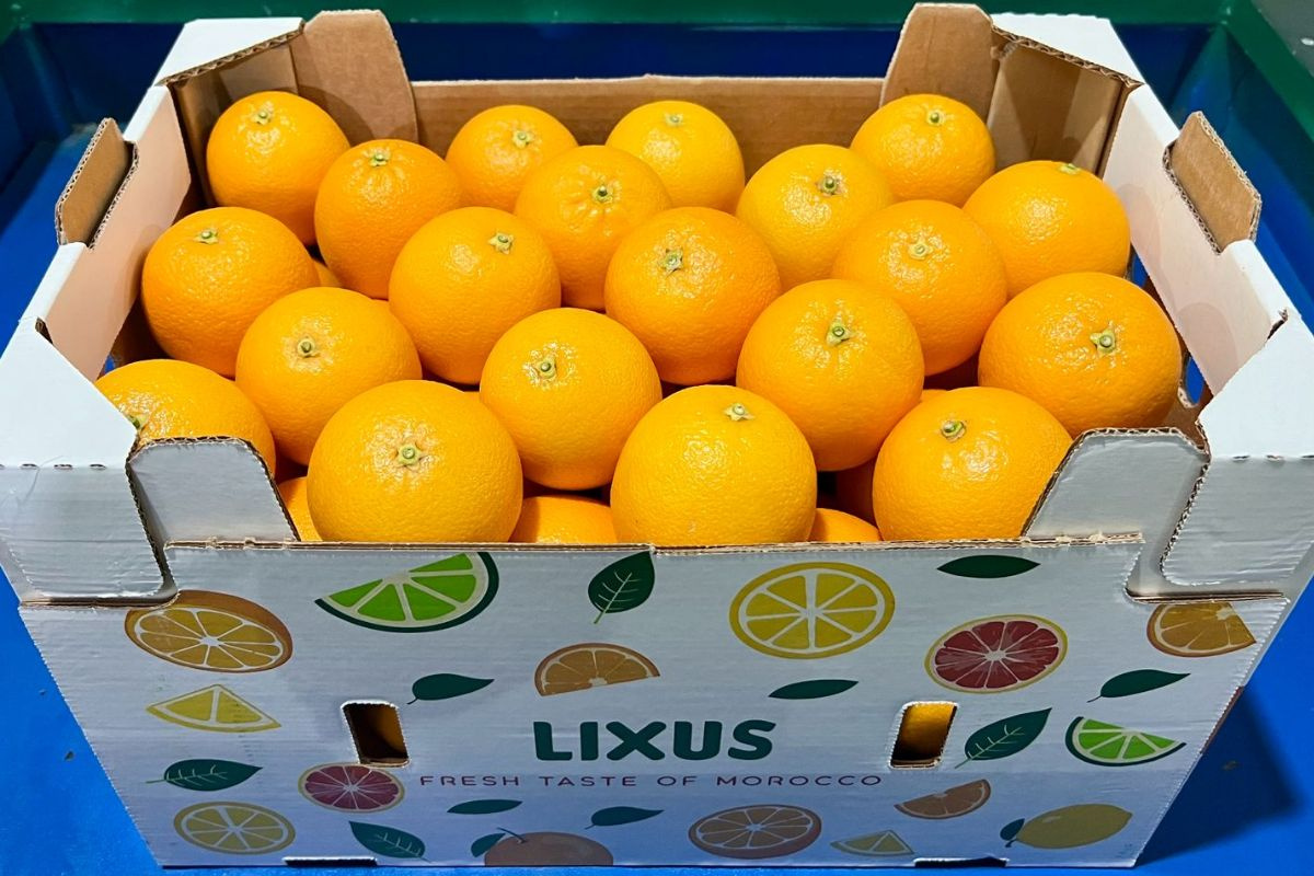 Marokkaanse sinaasappelteelt profiteert van recente regenval