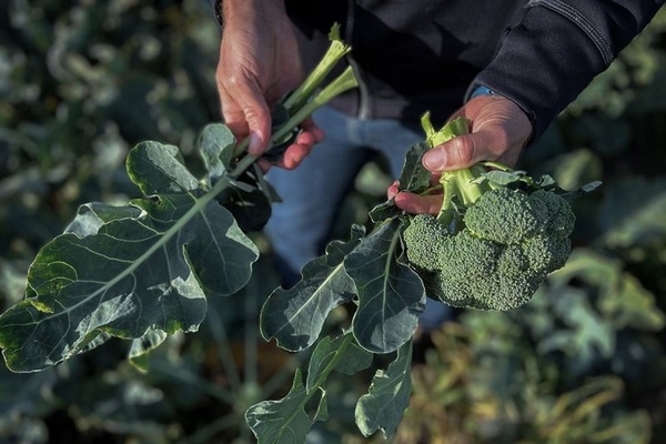 Soep van broccoliblad in Zweedse Ikea-winkels