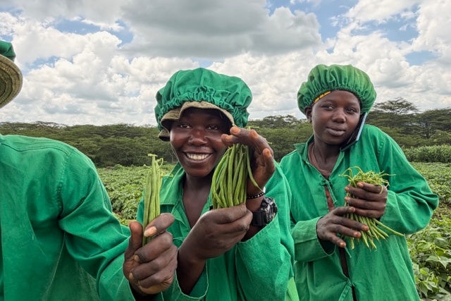 "Tot 18 ton sperziebonen per week voor Europese markt"
