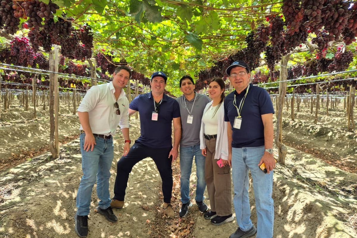 Oppy breidt druivenaanbod met 44% uit dankzij samenwerking met Dole