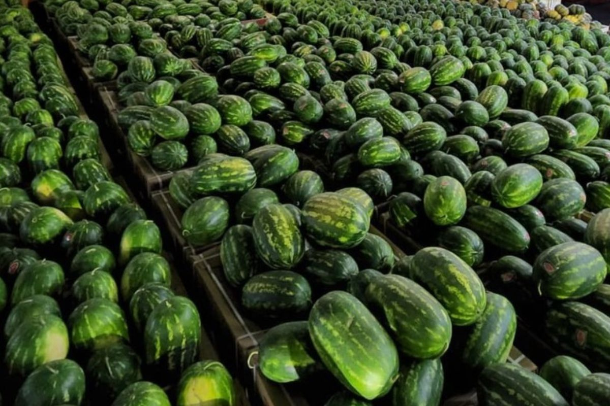 Geen extra vroege watermeloenen dit seizoen in Mauritanië