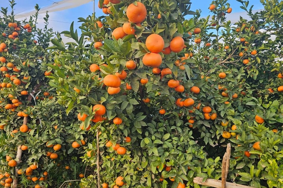 Citrusexport Marokko onder druk ondanks betere watervoorraad