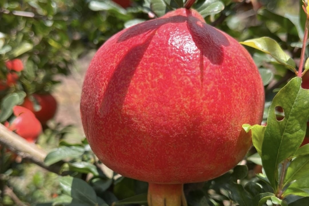 India’s granaatappelexport bereikt €46 miljoen