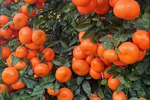 Turkse mandarijnenseizoen levert recordexport op