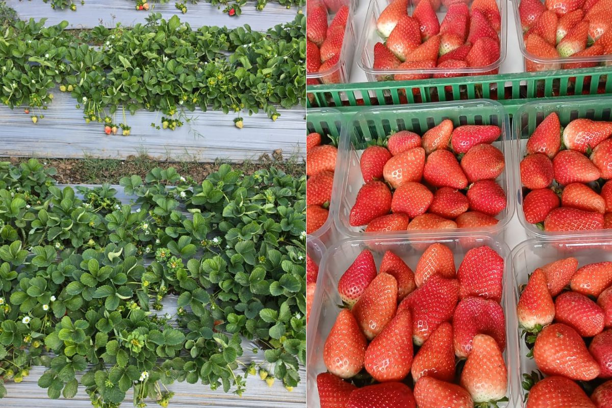 Prijzen van Egyptische aardbeien stabiliseren na moeizame seizoenstart