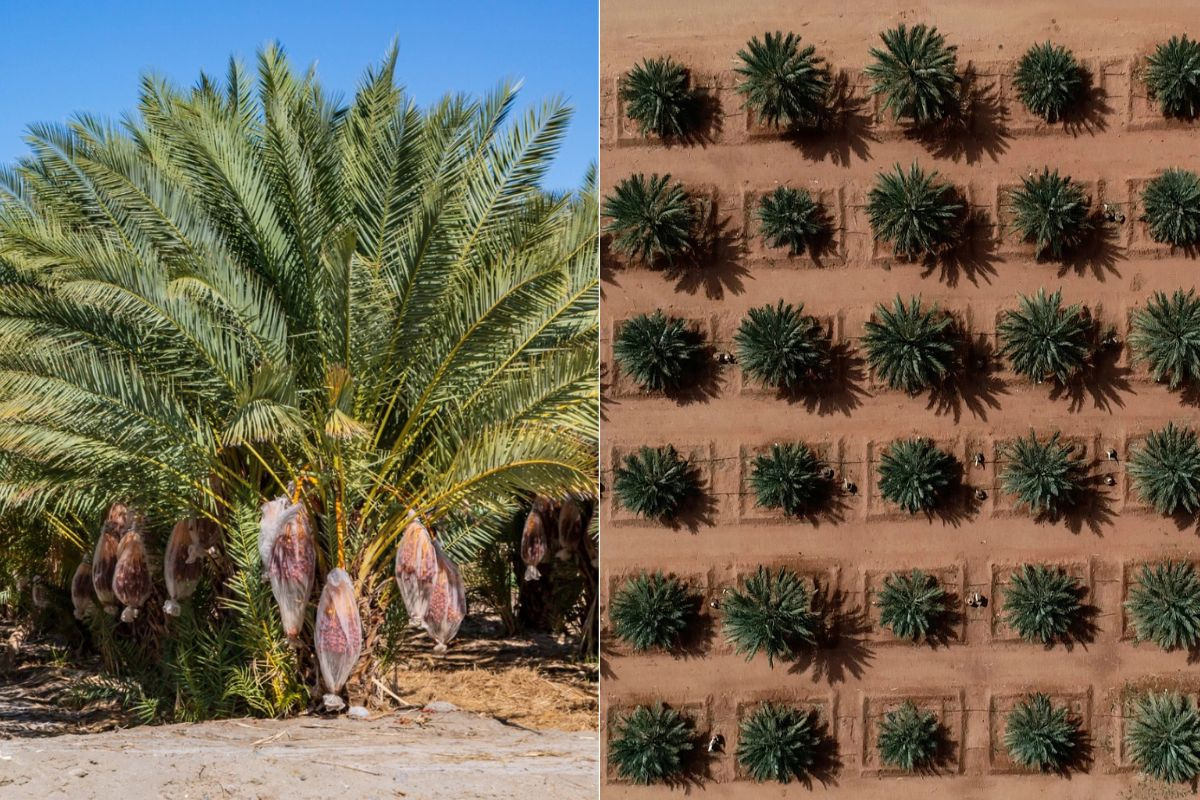 Marokkaanse biologische Majhoul-dadels uitgeroepen tot “beste ter wereld”