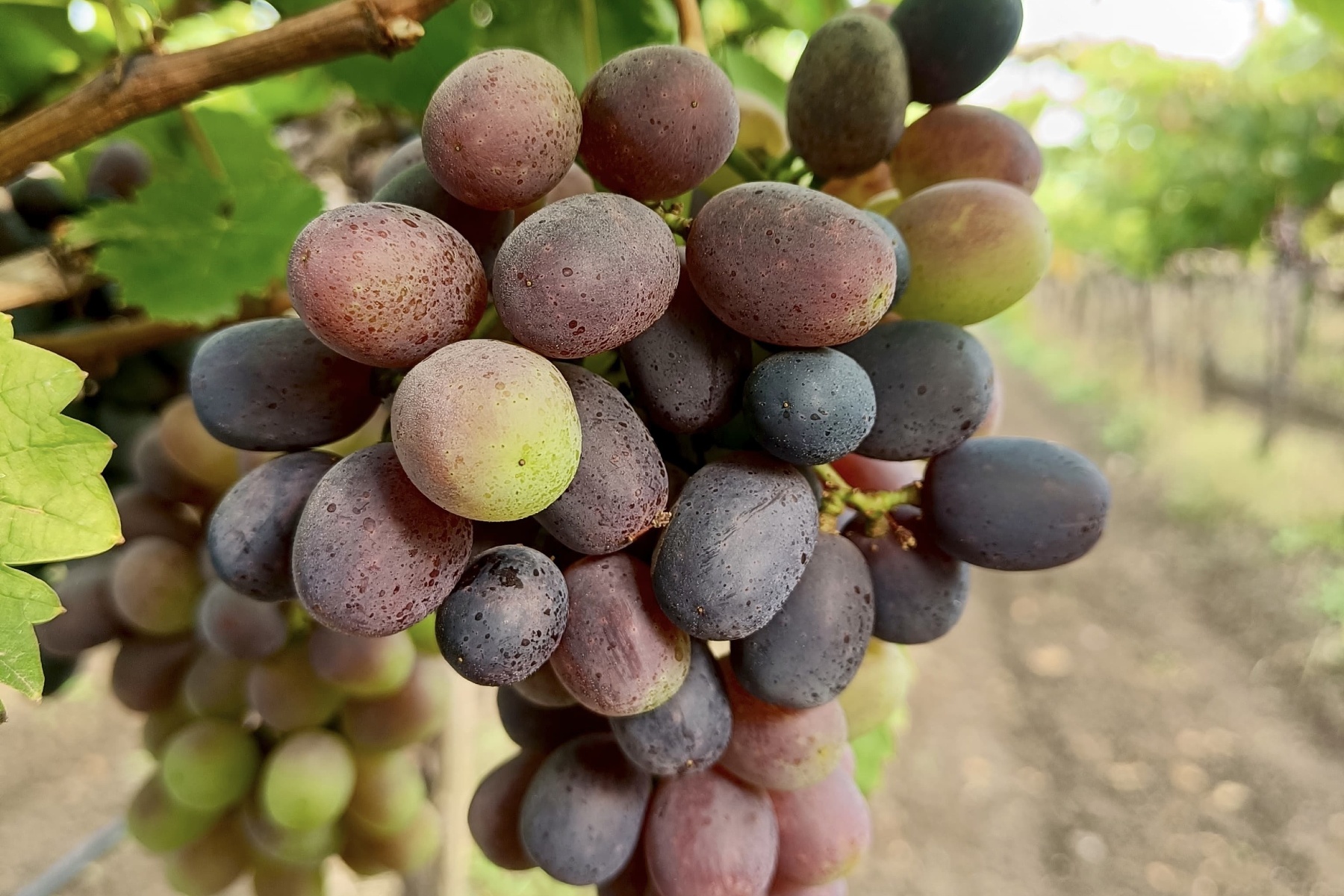 "Nieuwere druivenrassen passen beter bij India’s veranderende klimaat"