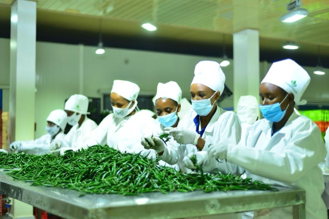 "Breed assortiment AGF voor Nederland, België, Frankrijk en Duitsland"