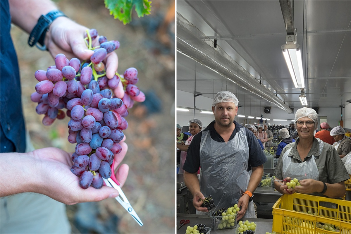 Duwen en trekken aan Zuid-Afrikaanse druiven door zomerhitte en vertragingen in de haven