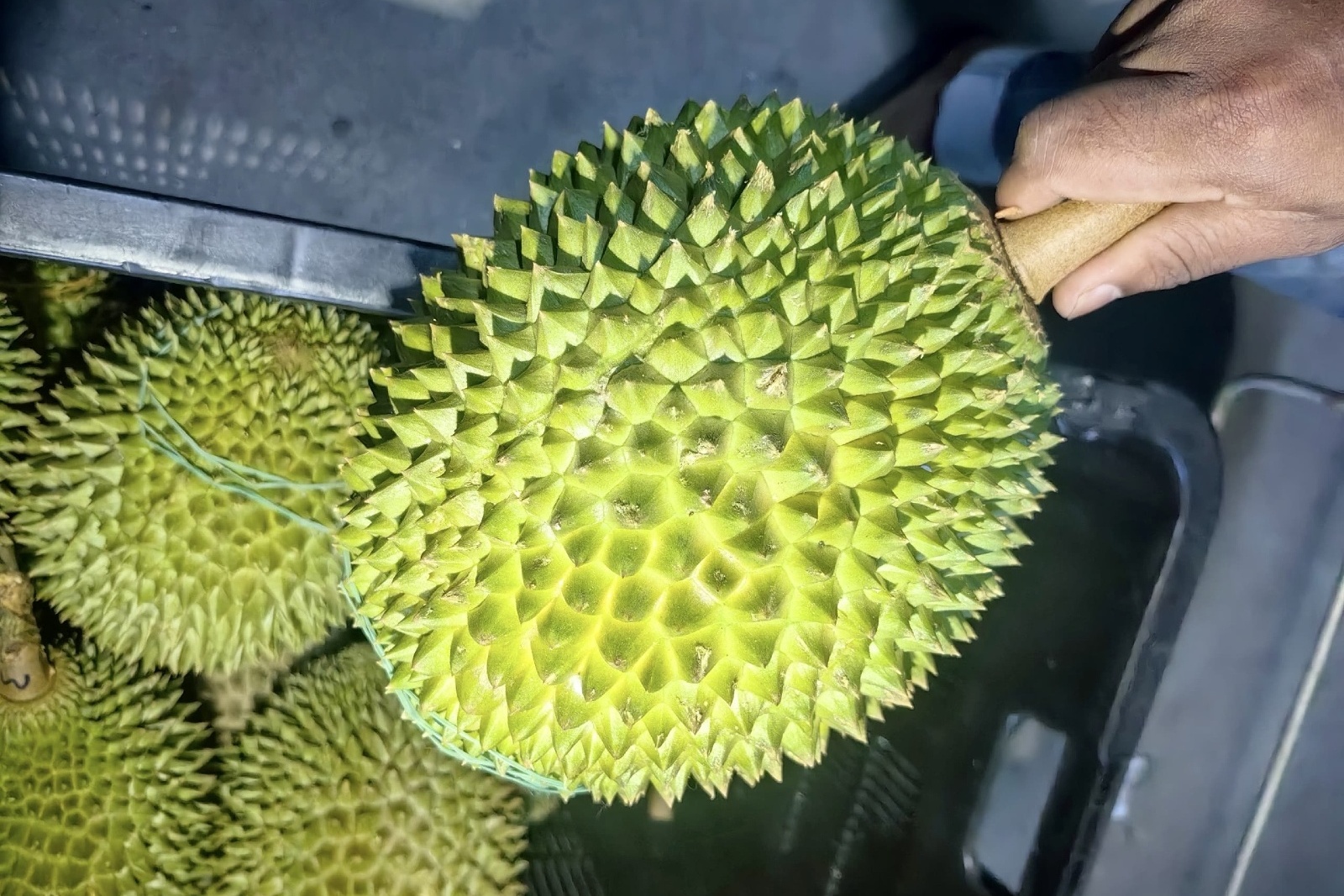 "Diepgevroren durian hield Maleisische export stabiel in uitdagend 2025"
