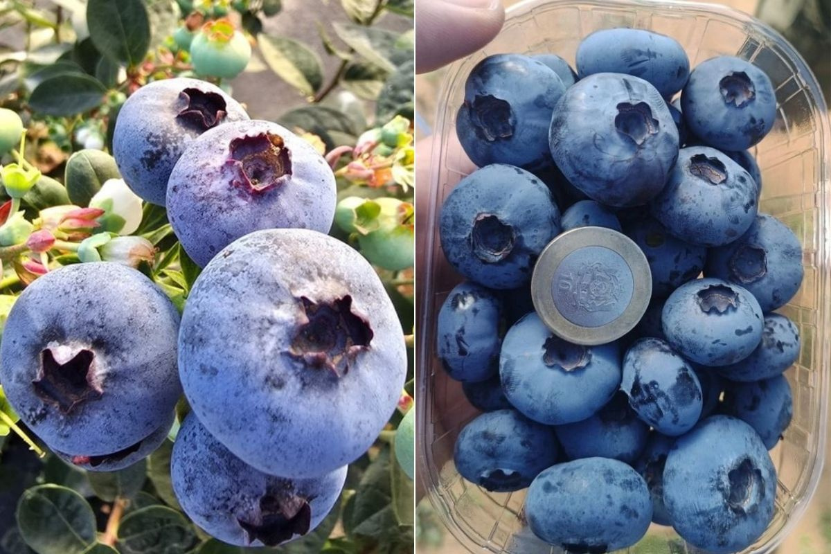 Eerste Marokkaanse blauwe bessen op lokale markt