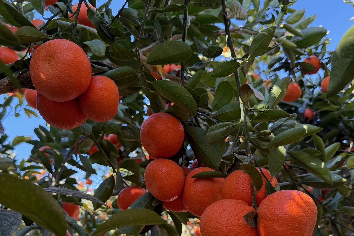 Regen zorgt voor latere start Marokkaanse mandarijnenexport