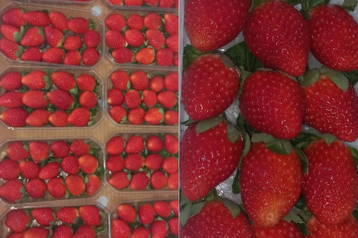 Duurdere Marokkaanse aardbeien verliezen terrein aan Egypte