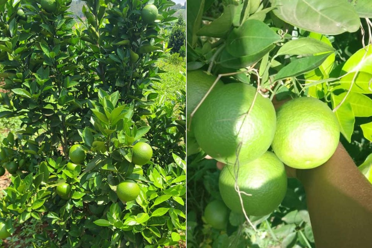 Rwanda: veelbelovende proef met Valencia sinaasappelen