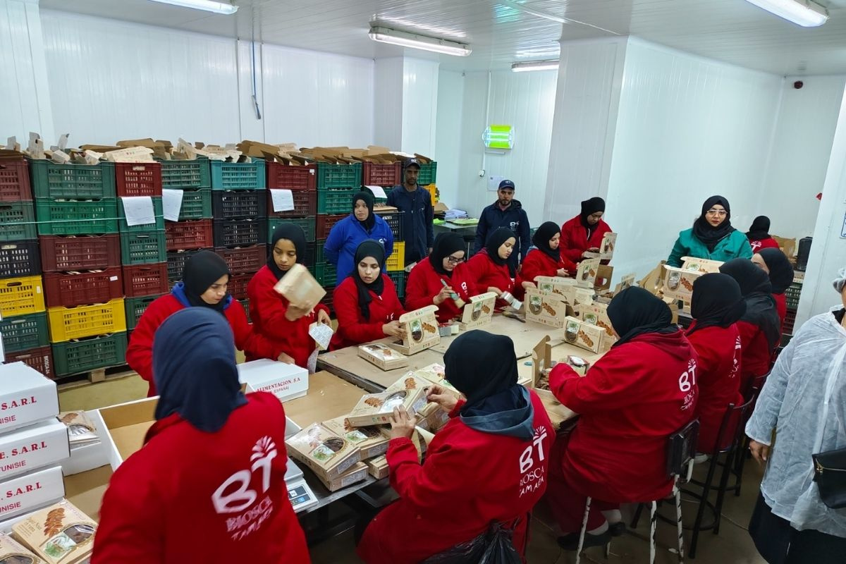 Tunesische dadeloogst bereikt record