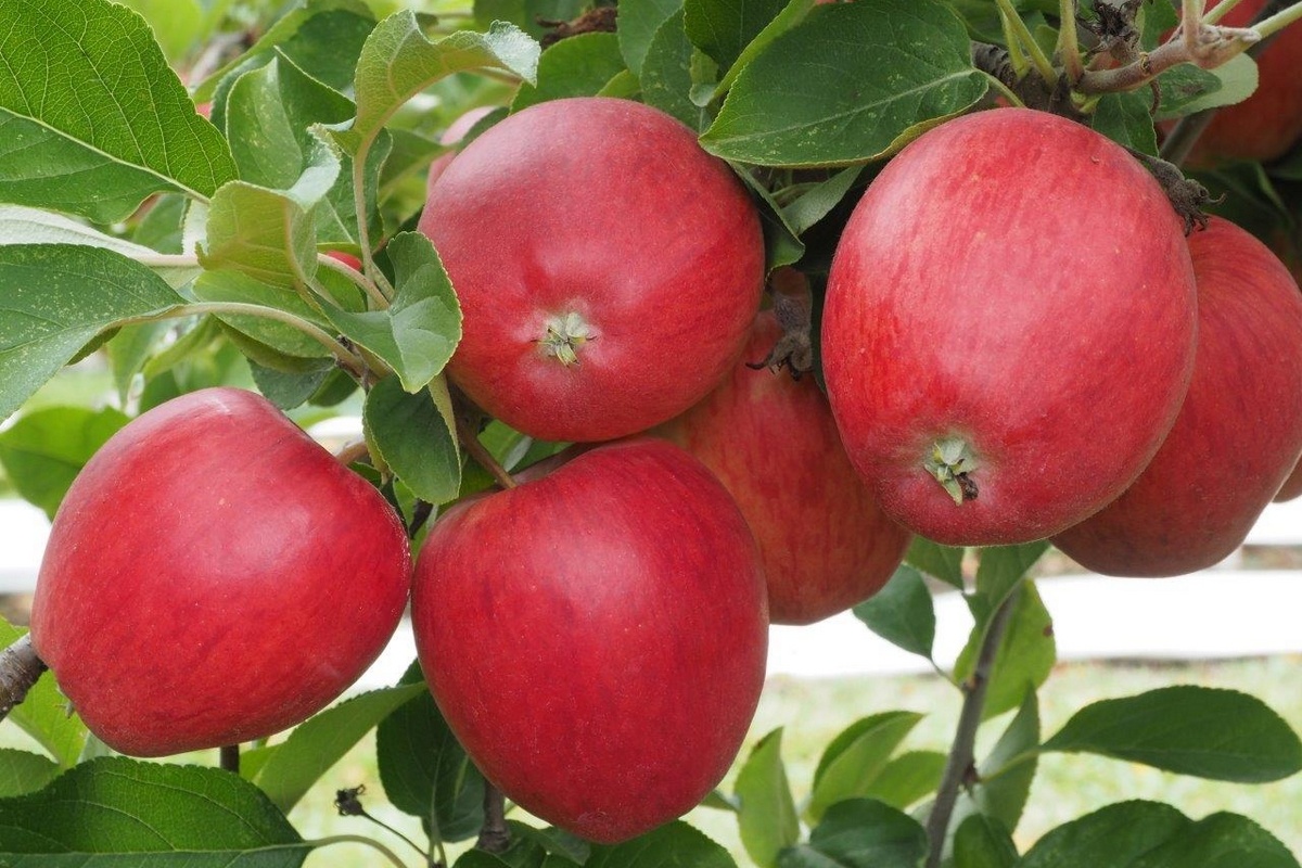 Uitspraak versterkt handhaving van plantenveredelingsrechten in China