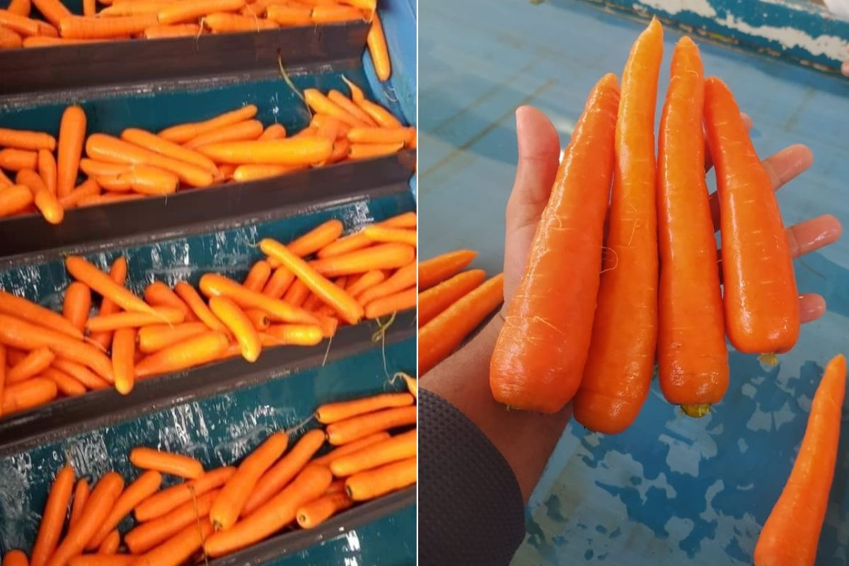 Na doorbraak in Europa verschuift afzet van Egyptische wortelen