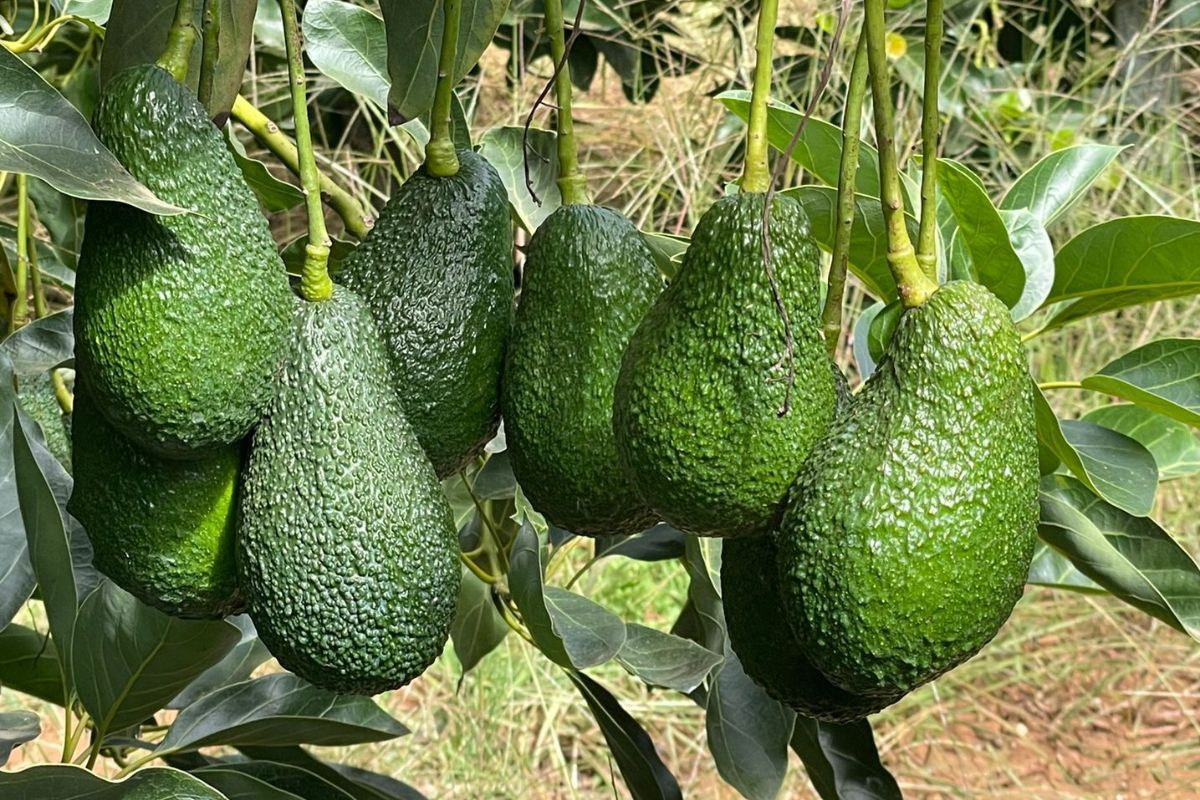 Ramadan drukt exportvolume Marokkaanse avocado’s