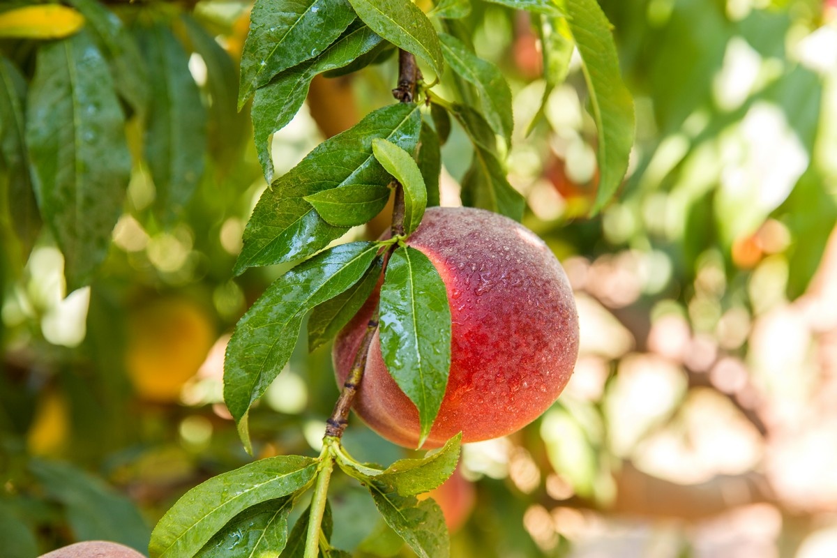 Na moeilijk seizoen verwacht Turkije meer balans bij abrikozen en kersen