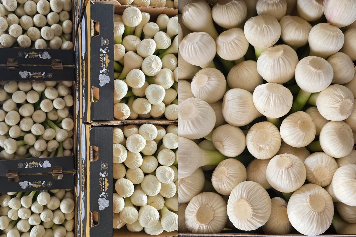 Egyptische knoflookteelt groeit in areaal, maar opbrengst blijft onzeker