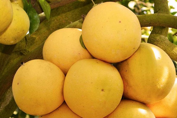 Citrustelers in Florida gefrustreerd door strenge EU-toegangseisen