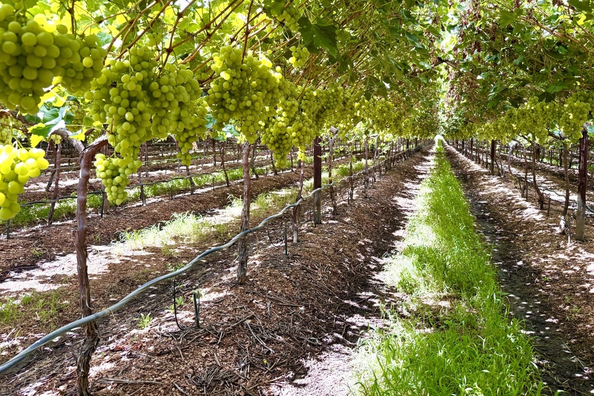 Gelijktijdige rijping zorgt voor piek in Zuid-Afrikaanse druivenexport