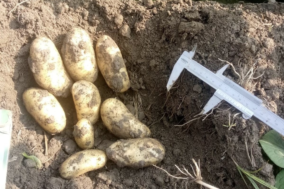 “Pakistan boekt grotere aardappeloogst, maar verliest door exportcrisis aan de grens”