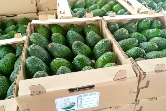 Rwandese AGF-exporteur breidt luchtvracht uit en bereidt zeevracht voor