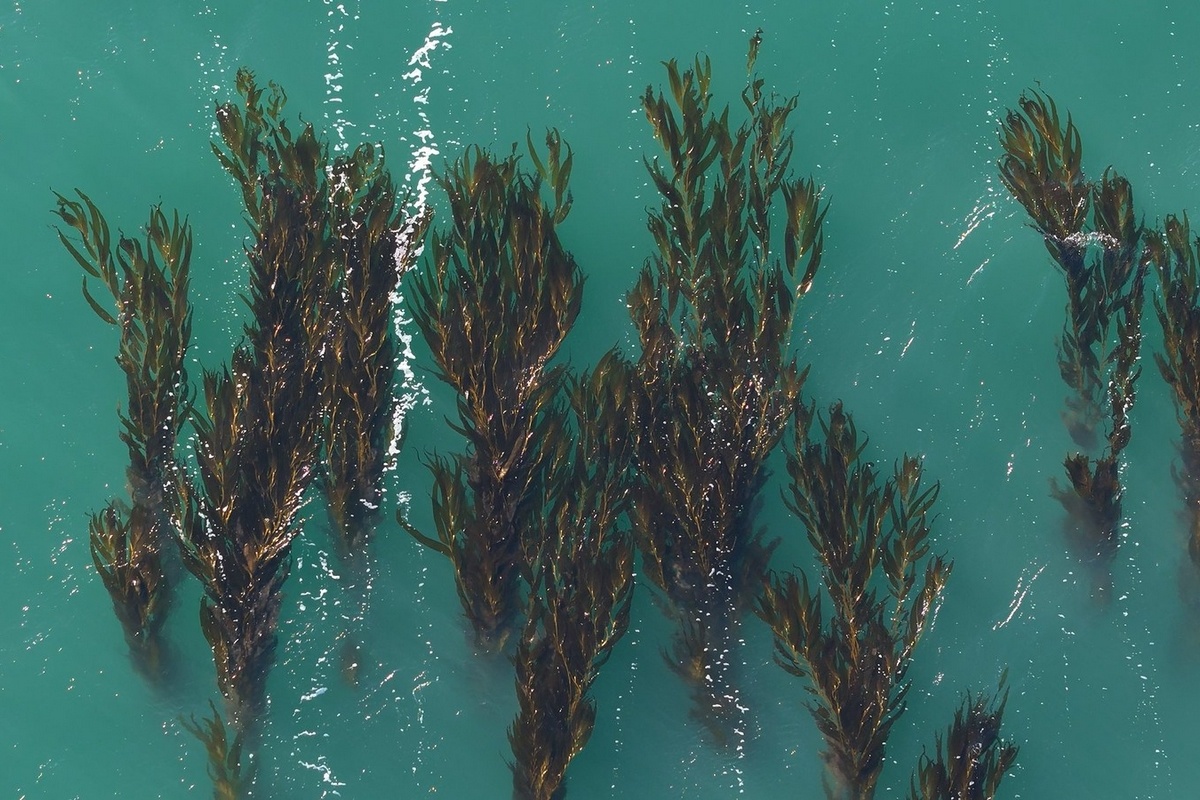 Zeewier wint terrein als biostimulant