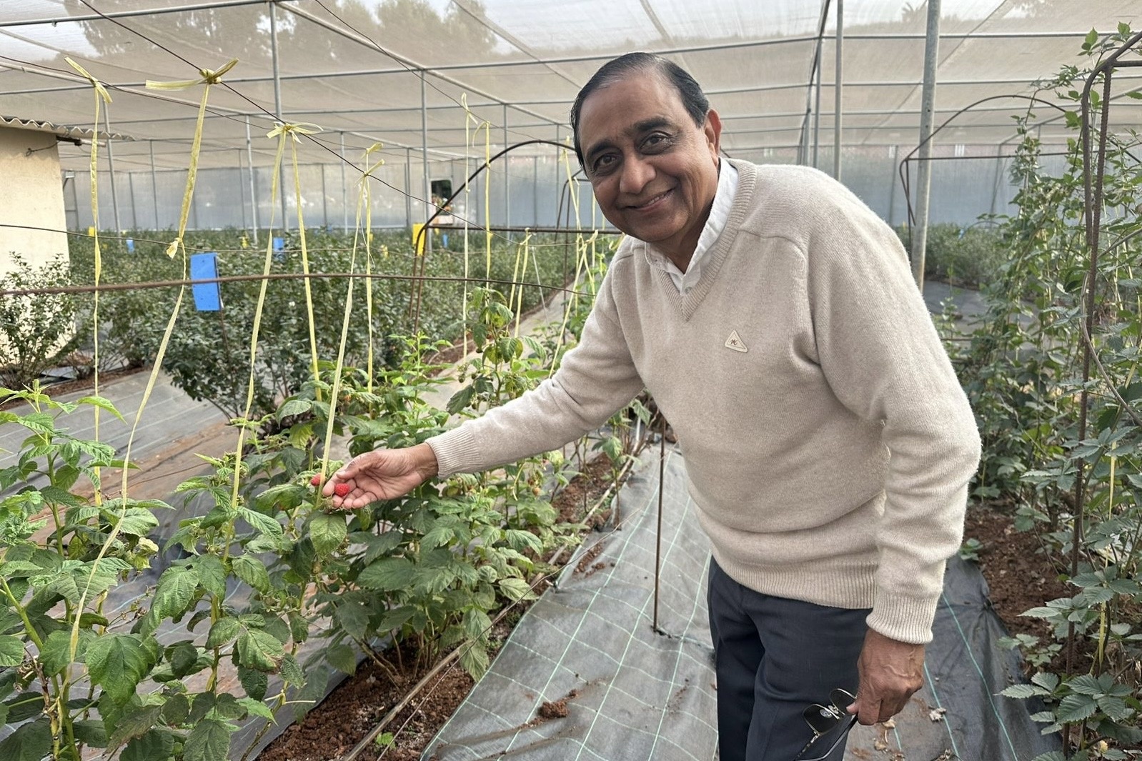 Binnenlandse vraag naar frambozen in India overstijgt lokaal aanbod