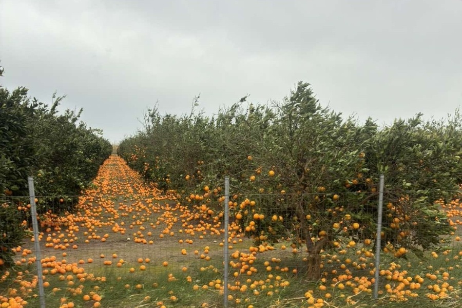 Storm legt citrusoogst in Griekenland stil