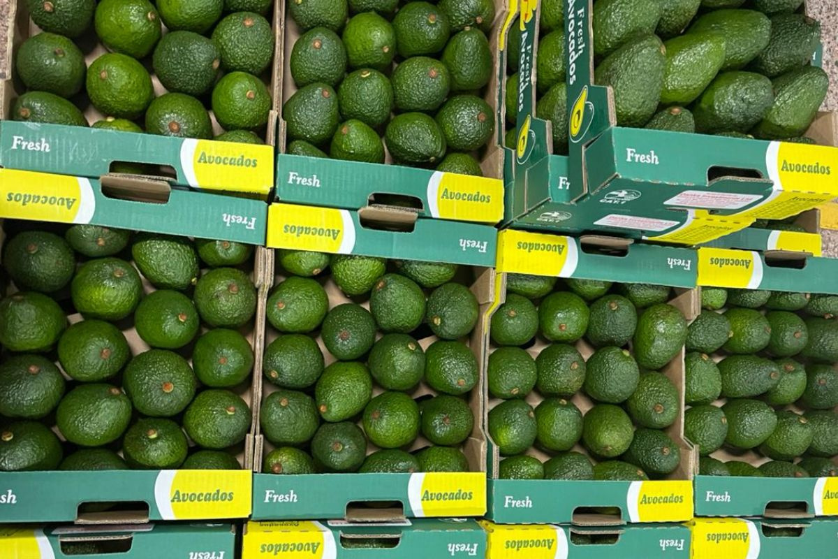 Lagere opbrengsten, maar stabiele volumes verwacht voor Keniaanse groene avocado’s